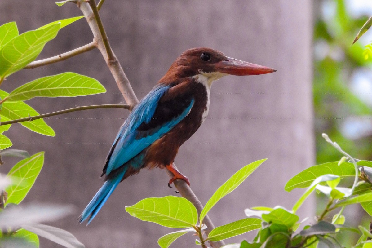 White-throated Kingfisher - ML622994721