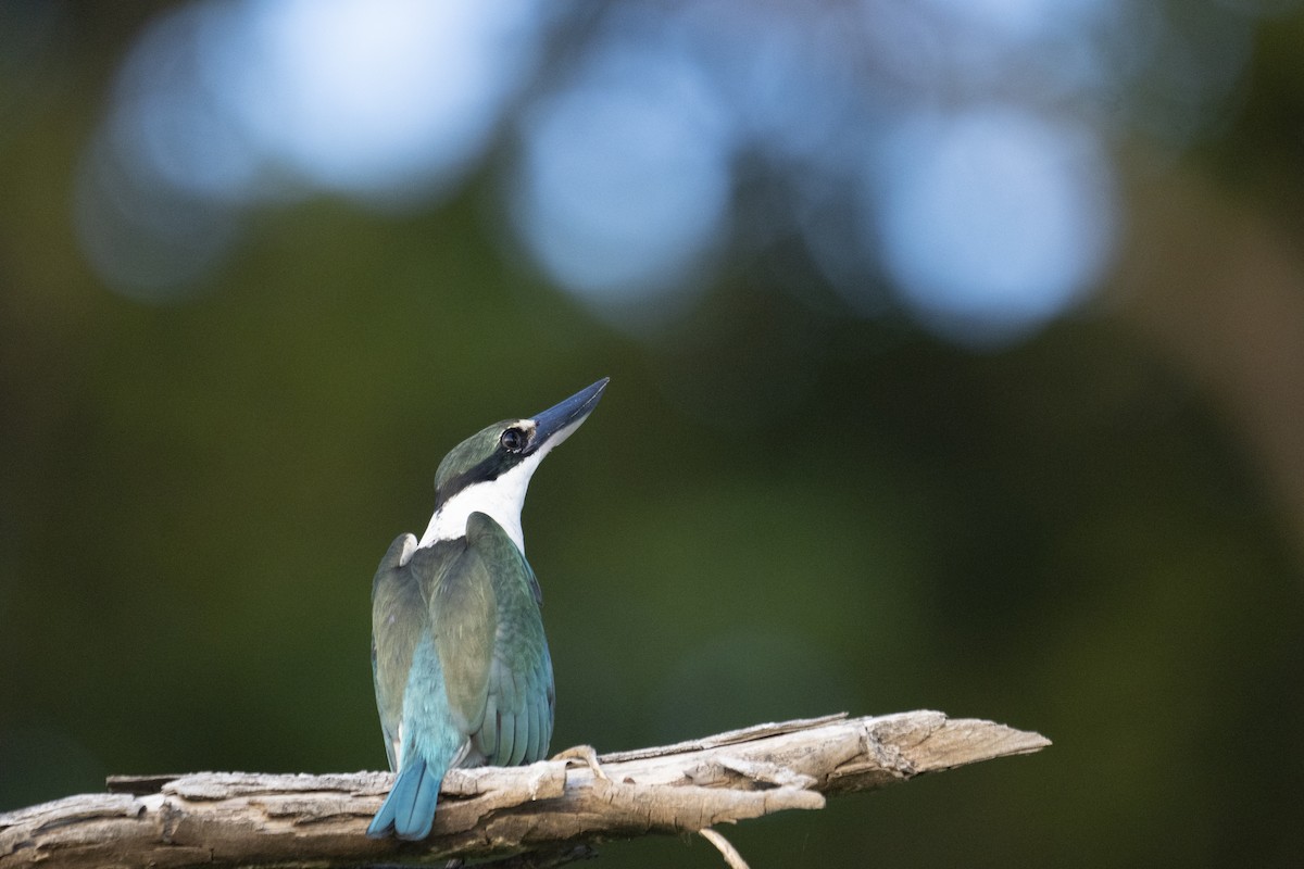 Collared Kingfisher - ML622994723