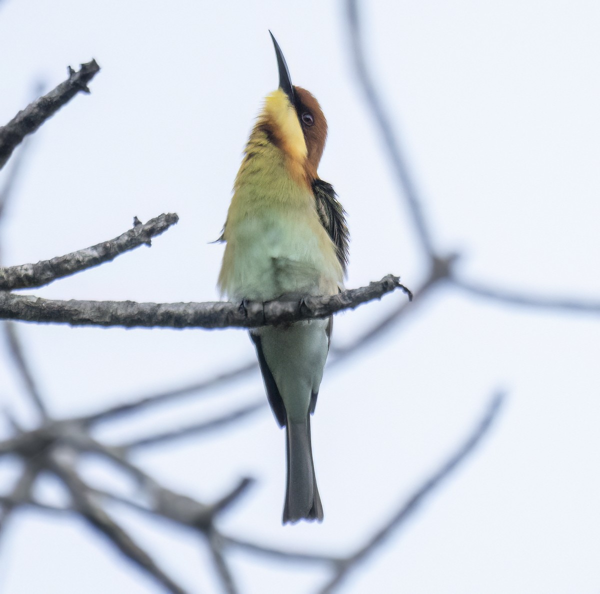 Chestnut-headed Bee-eater - ML622994724