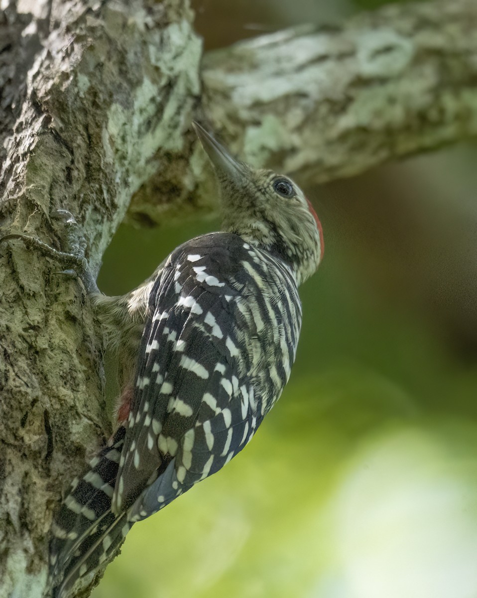 Freckle-breasted Woodpecker - Ulva Jyotirmay Janakshree