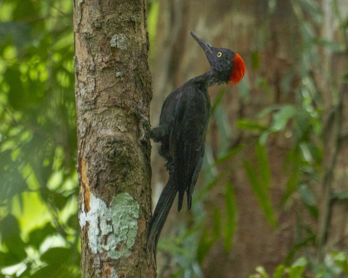 Andaman Woodpecker - ML622994733