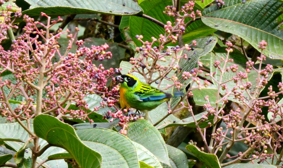 Green-and-gold Tanager - ML622994736