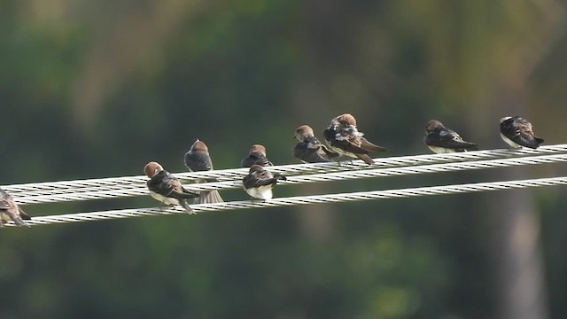 Streak-throated Swallow - ML622994737