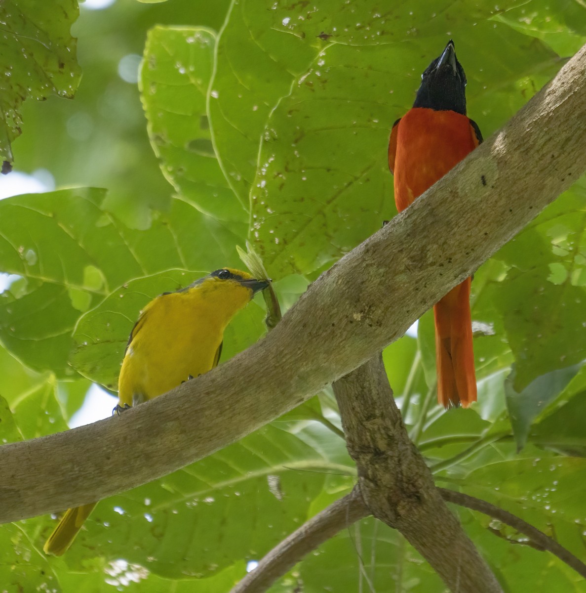 Minivet écarlate - ML622994739