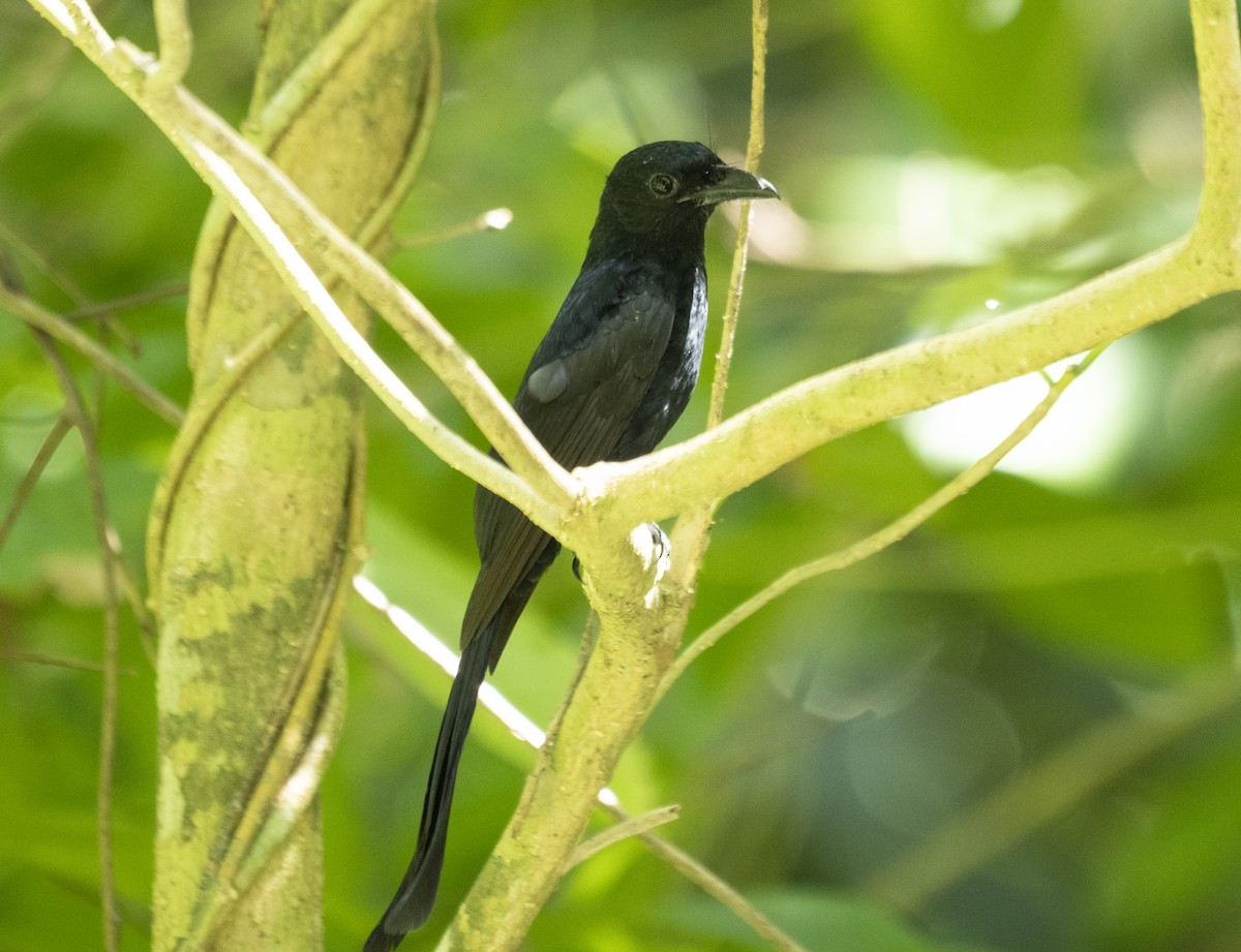 Drongo de Andamán - ML622994741