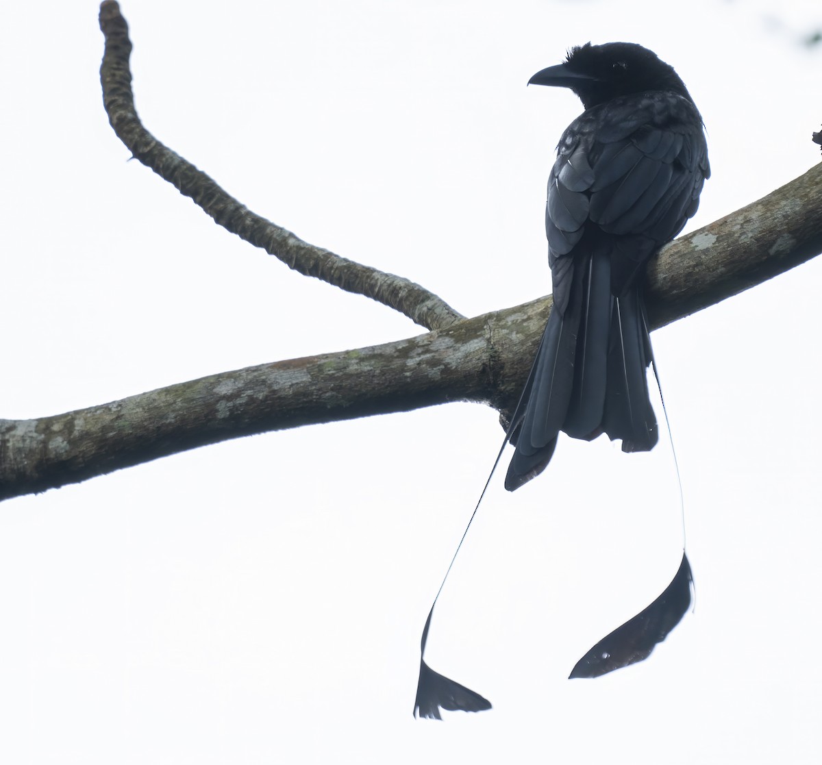 Greater Racket-tailed Drongo - ML622994758