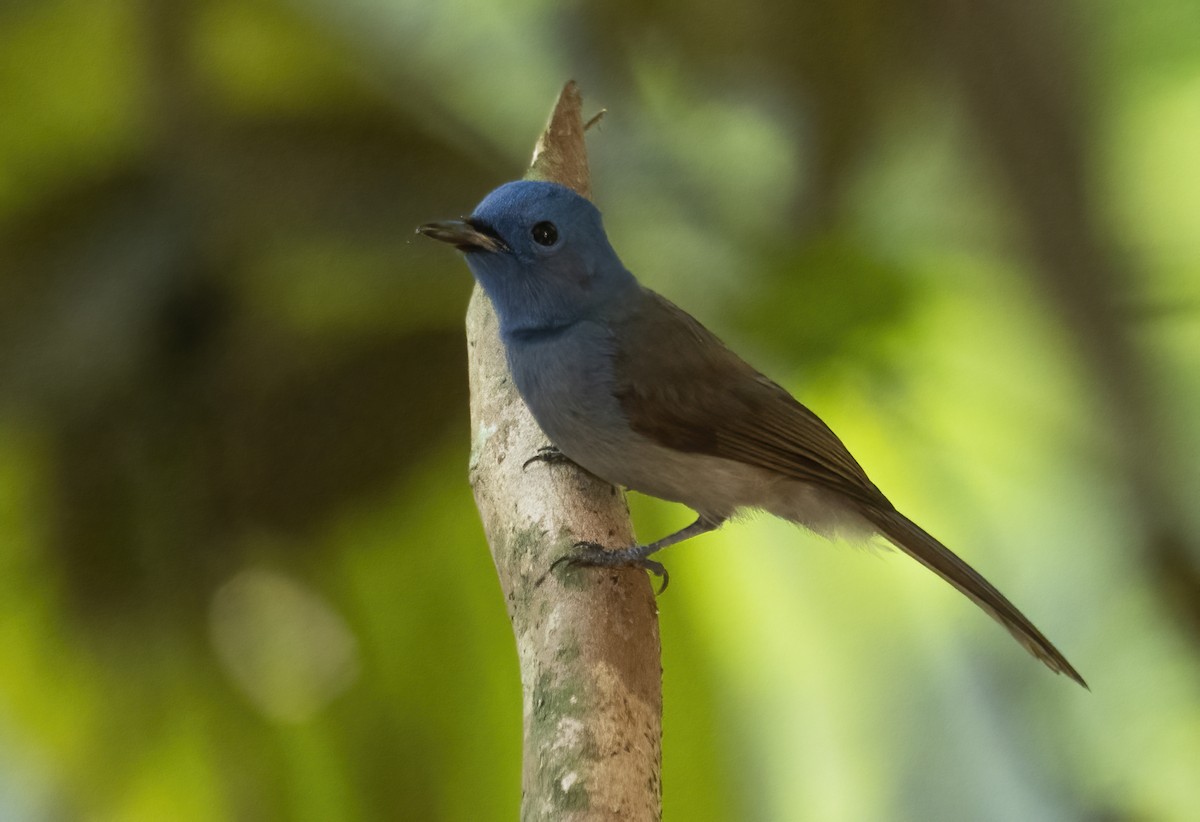 Black-naped Monarch - ML622994764