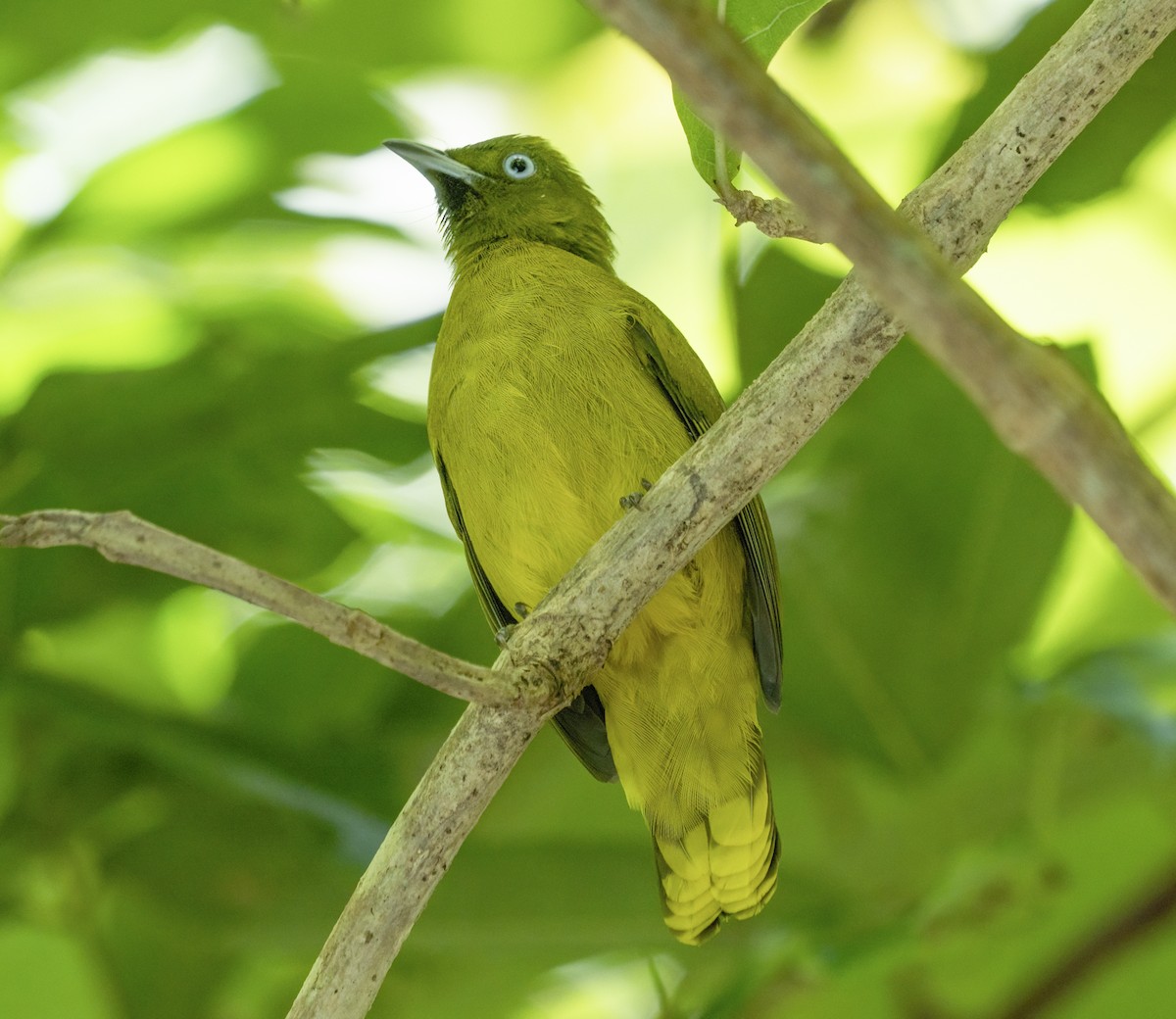 Bulbul des Andaman - ML622994770