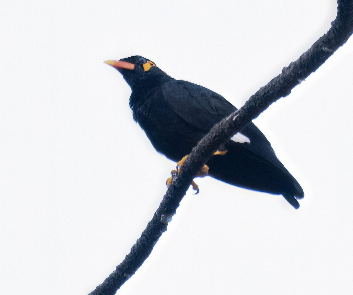 Common Hill Myna - ML622994773