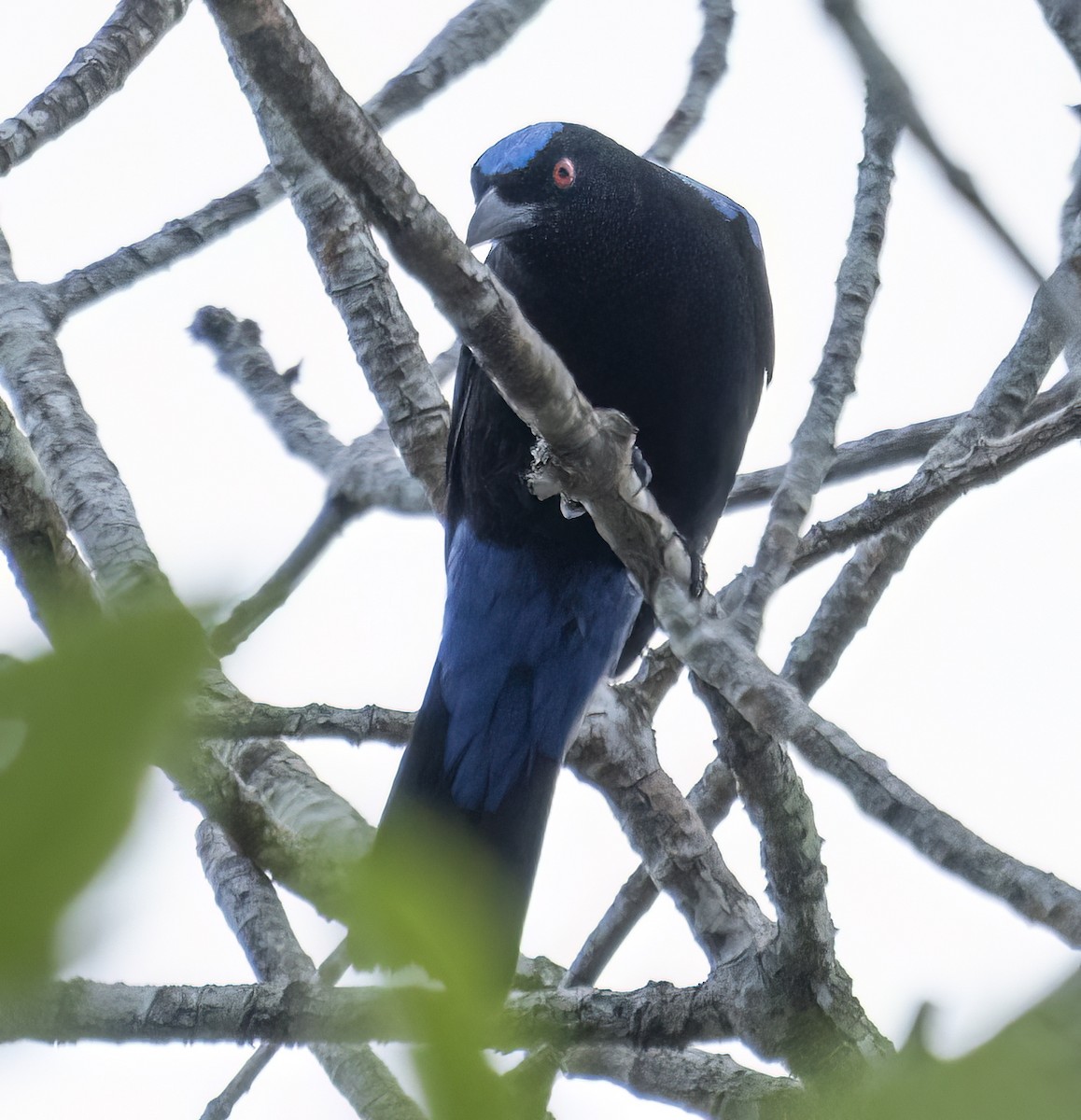 Asian Fairy-bluebird - Ulva Jyotirmay Janakshree