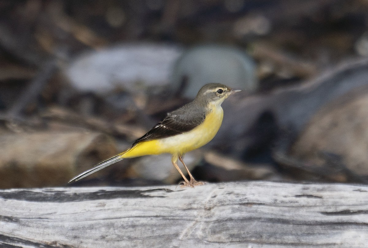 Gray Wagtail - ML622994790