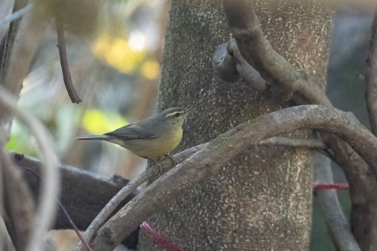 Sulphur-bellied Warbler - ML622994794