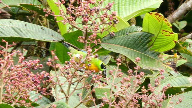 Green-and-gold Tanager - ML622994798