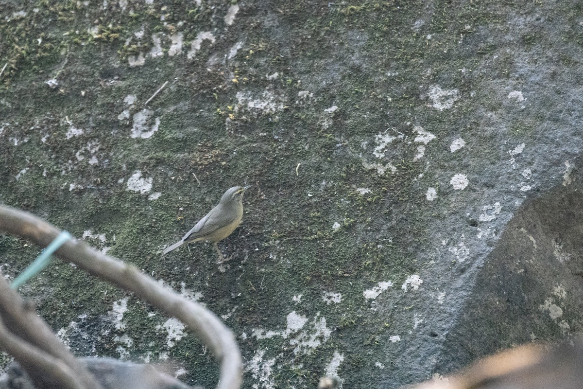 Sulphur-bellied Warbler - ML622994823