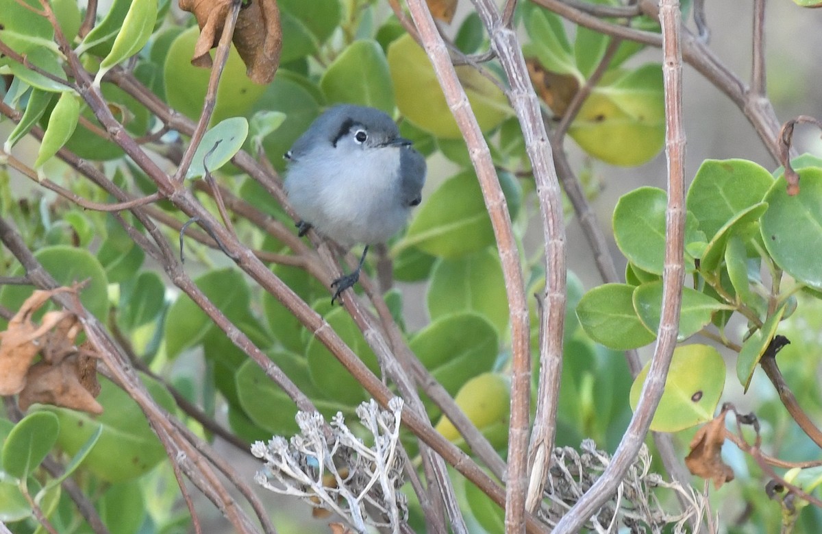 Cuban Gnatcatcher - ML622994833