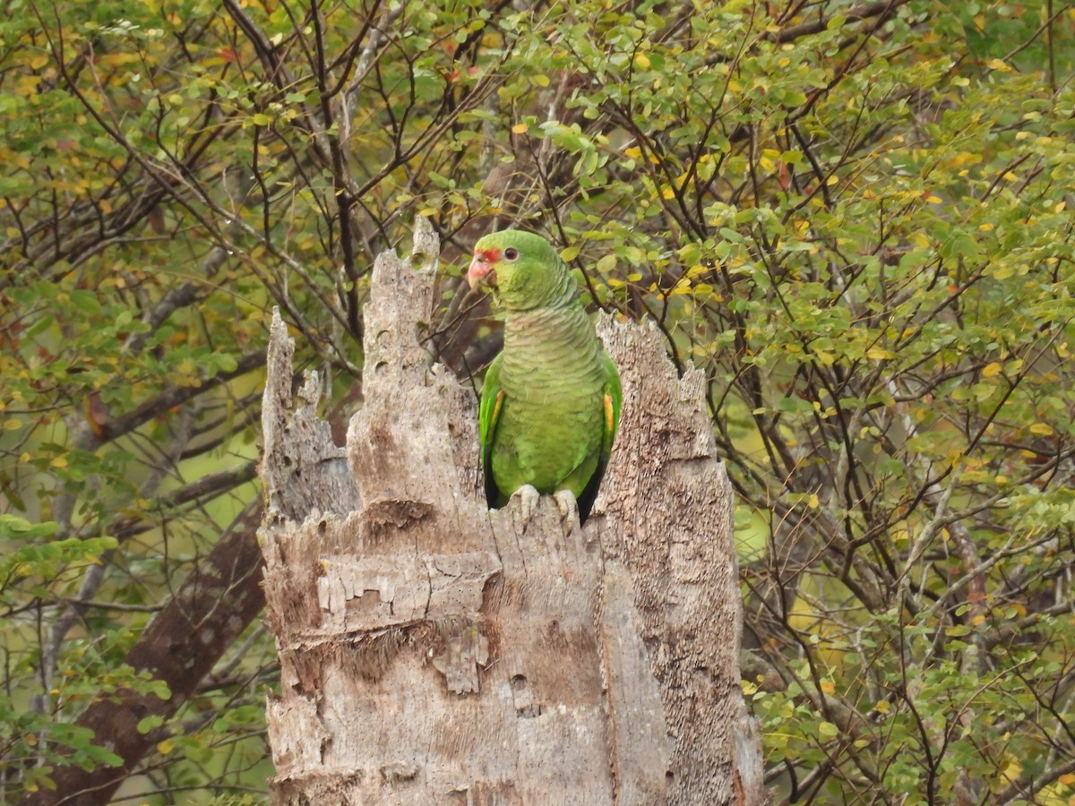 Amazona Vinosa - ML622994845