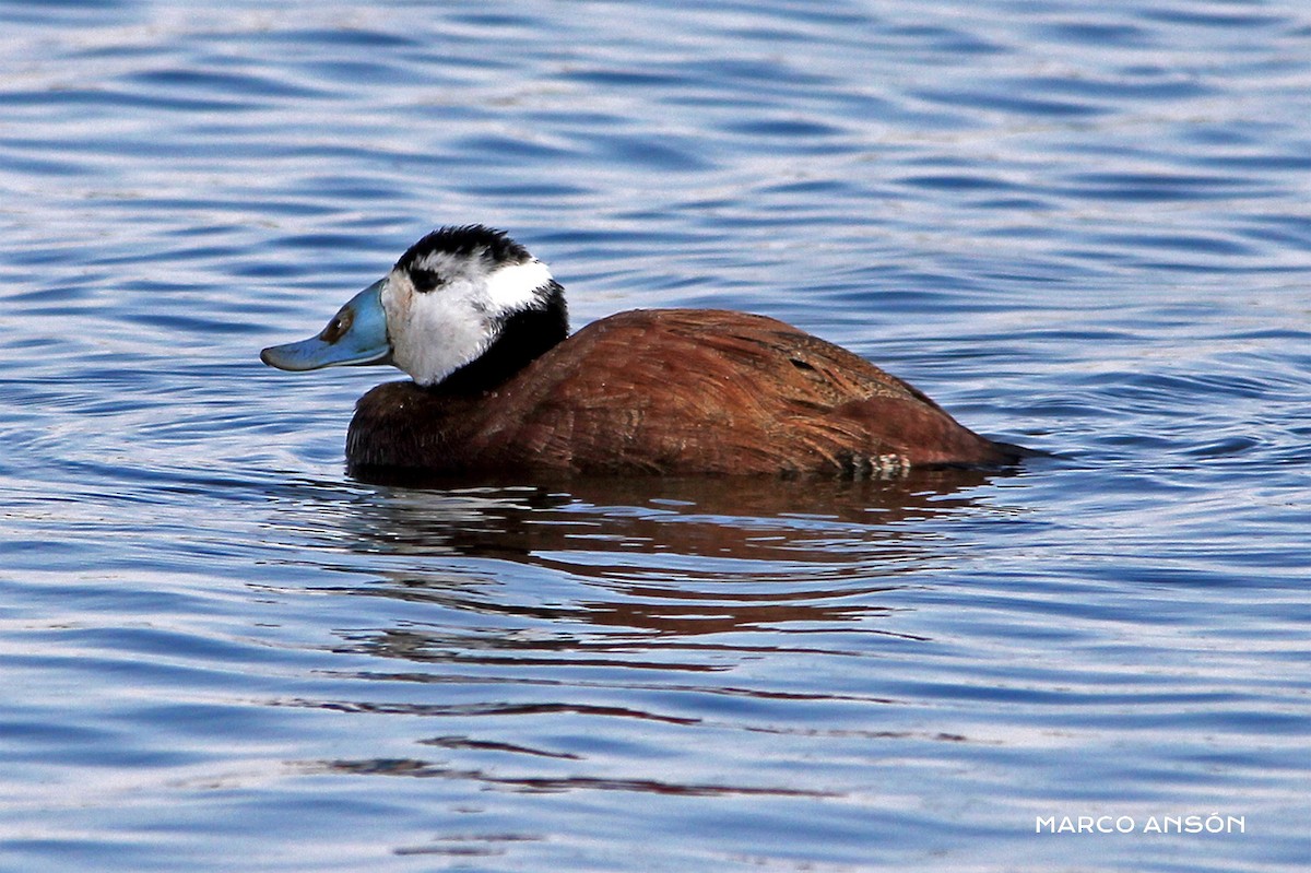 White-headed Duck - ML622994859