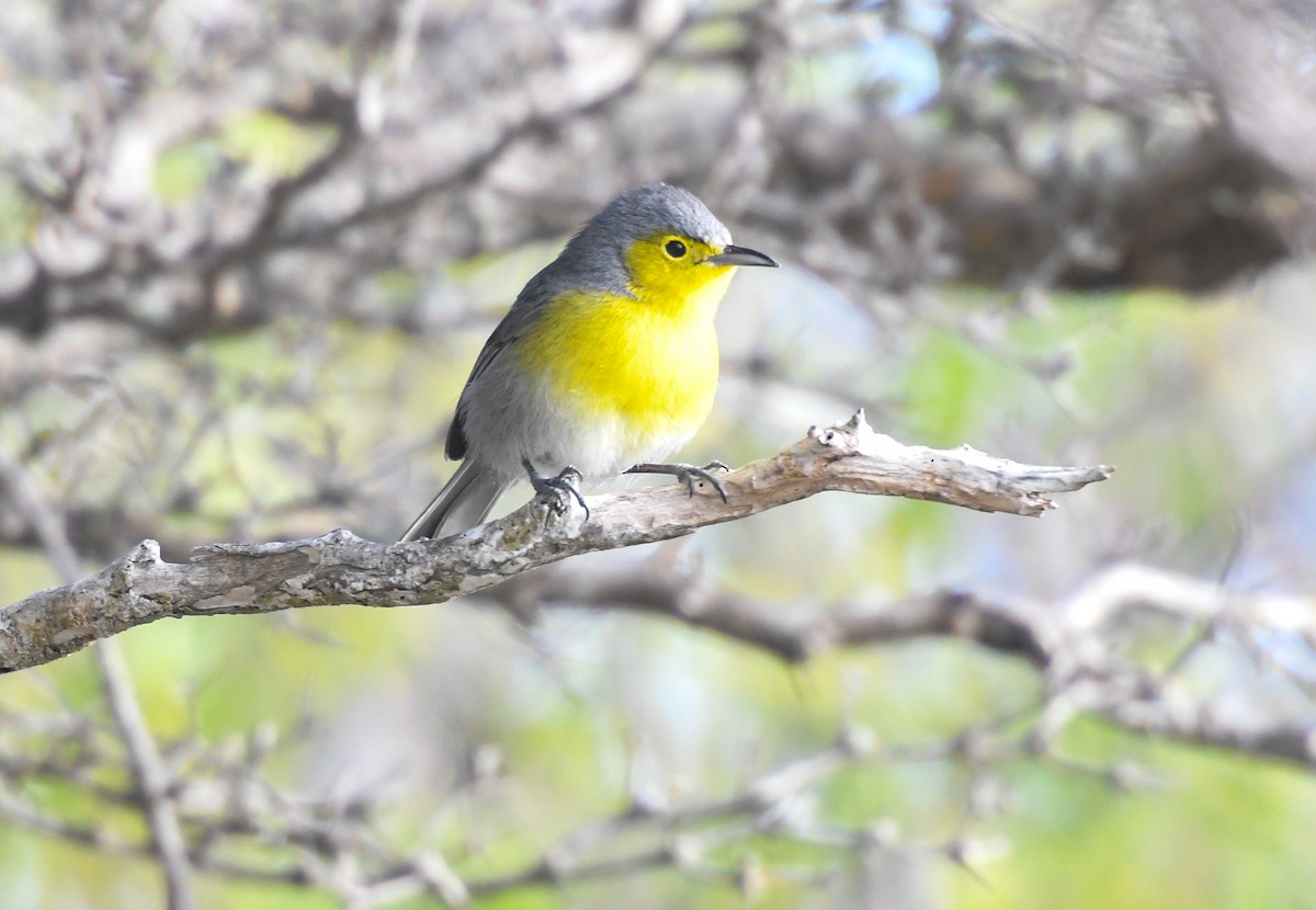 Oriente Warbler - Laurence Green