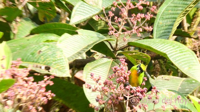 Green-and-gold Tanager - ML622994890