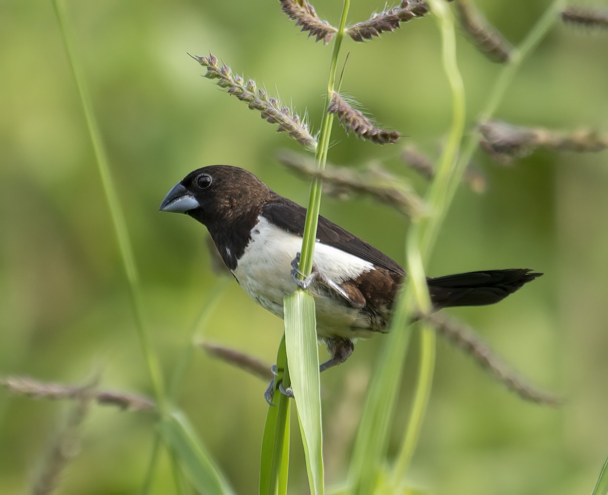 White-rumped Munia - ML622994891