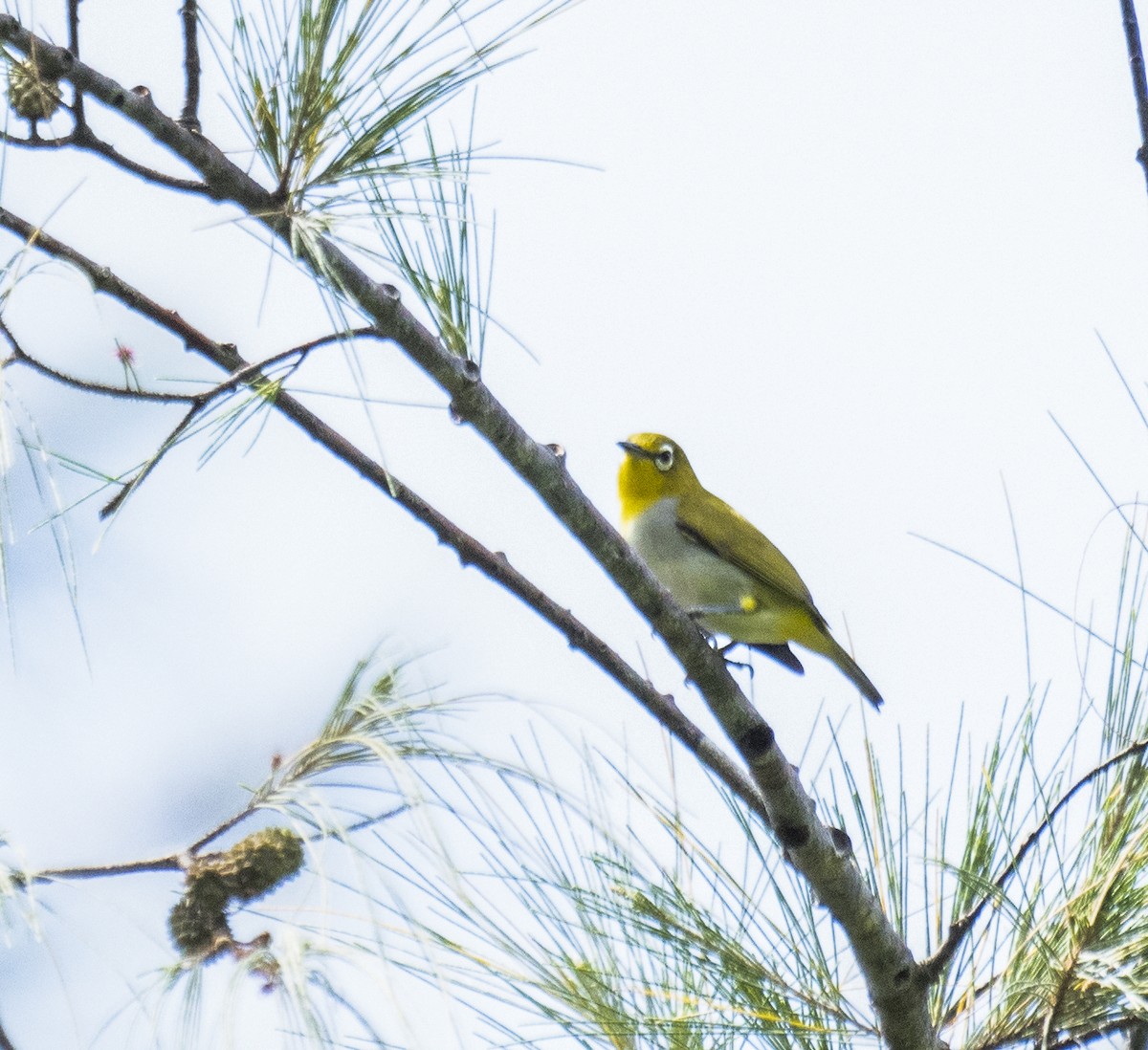 Gangesbrillenvogel - ML622994894