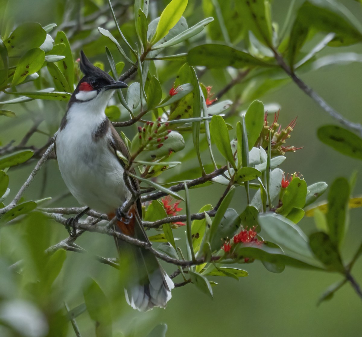 Red-whiskered Bulbul - ML622994896