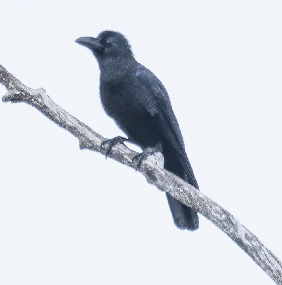 Corbeau à gros bec - ML622994898