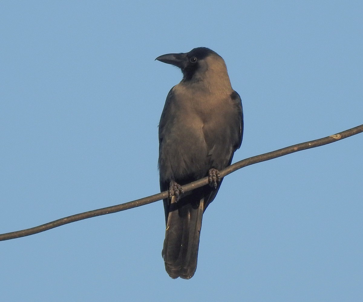 House Crow - ML622994904