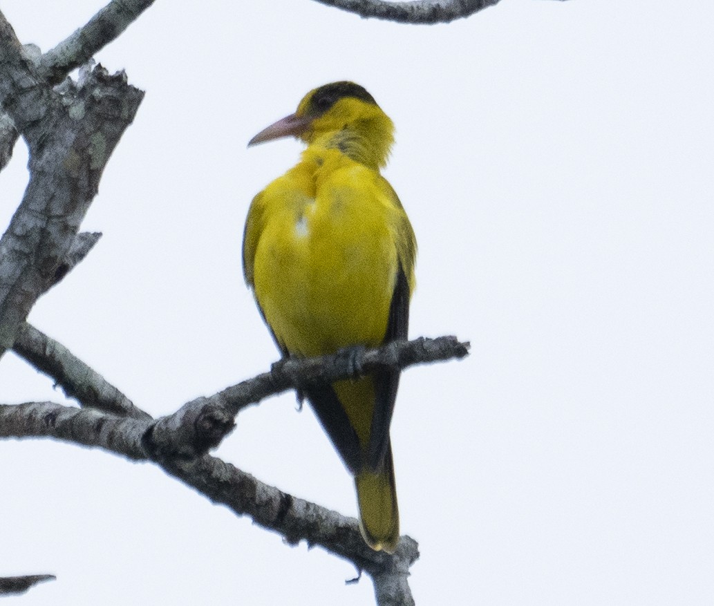 Black-naped Oriole - ML622994907