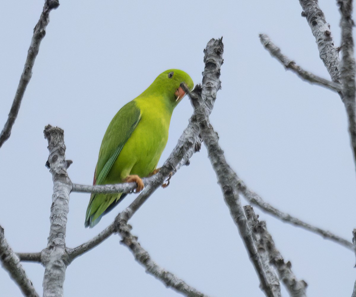 Vernal Hanging-Parrot - ML622994929