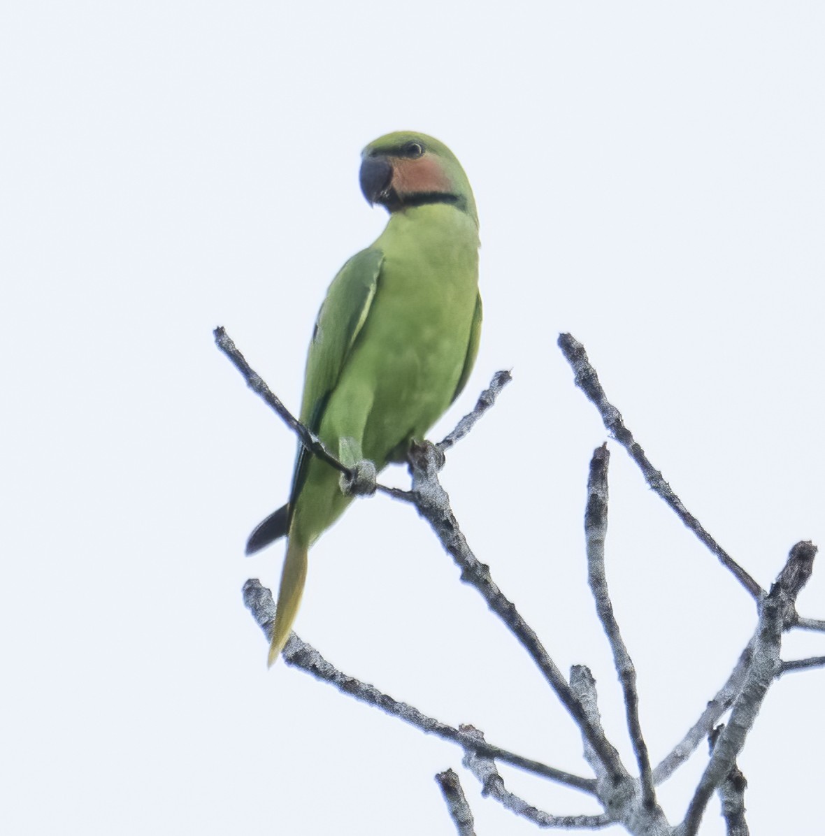 Long-tailed Parakeet - ML622994933