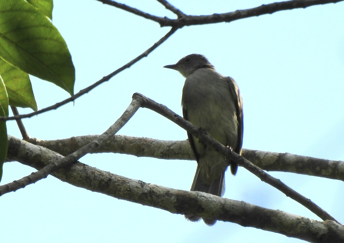 Spectacled Bulbul - ML622994939