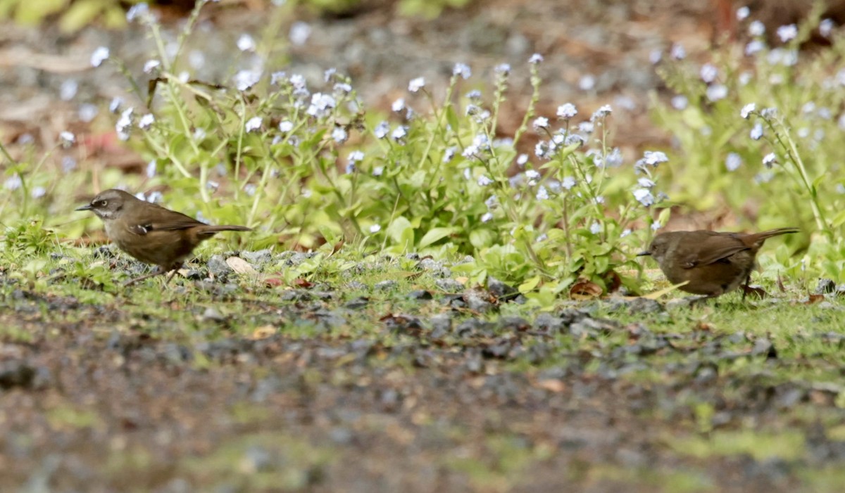 Tasmanian Scrubwren - ML622994941