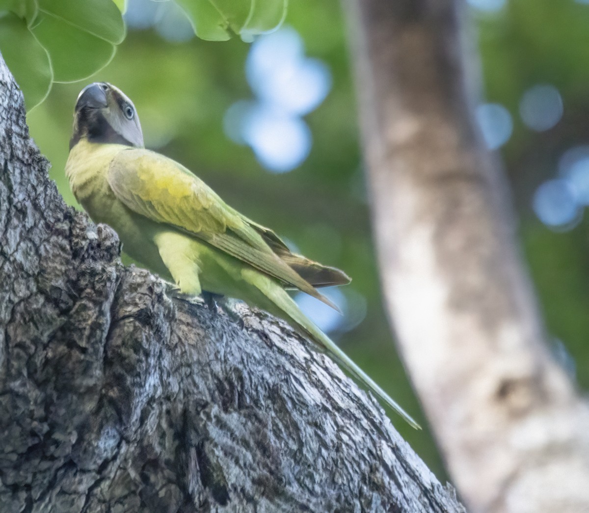 Red-breasted Parakeet - ML622994946