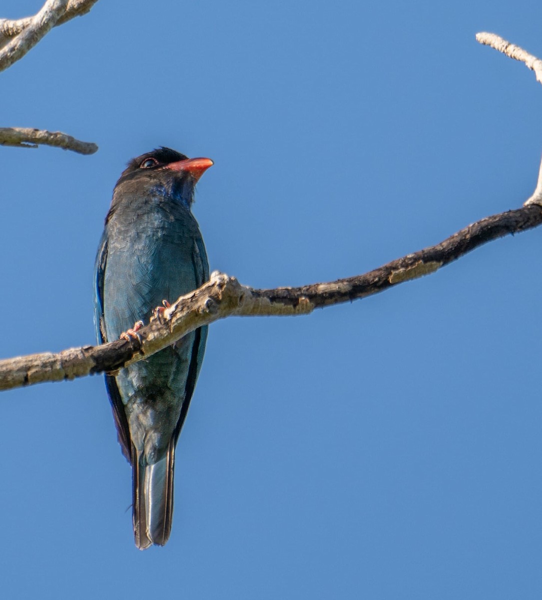 Dollarbird - ML622994960