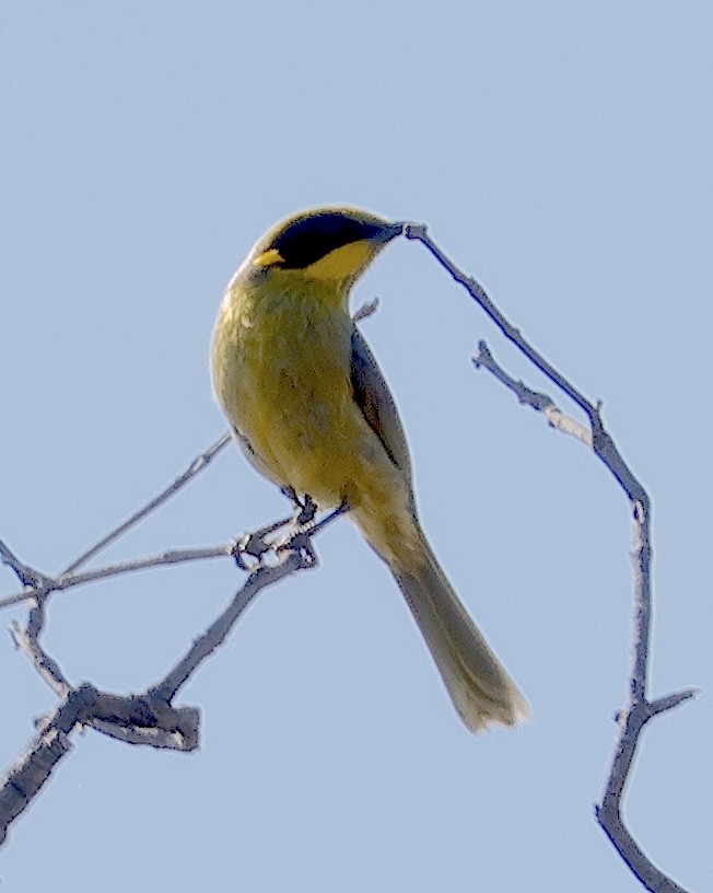 Yellow-tufted Honeyeater - Norm Clayton