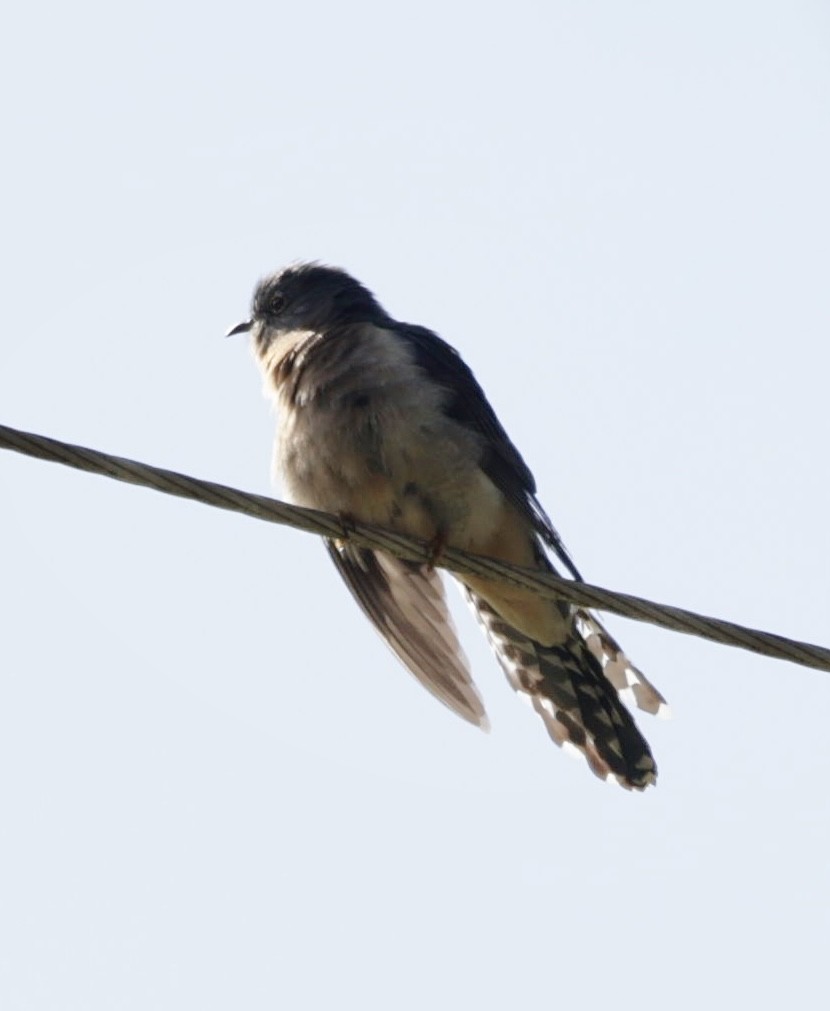 Fan-tailed Cuckoo - Bonnie de Grood