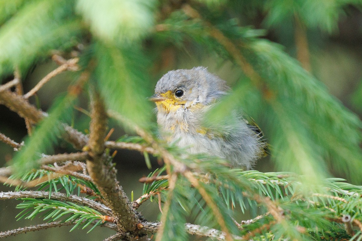 Yellow Warbler (Northern) - ML622995028