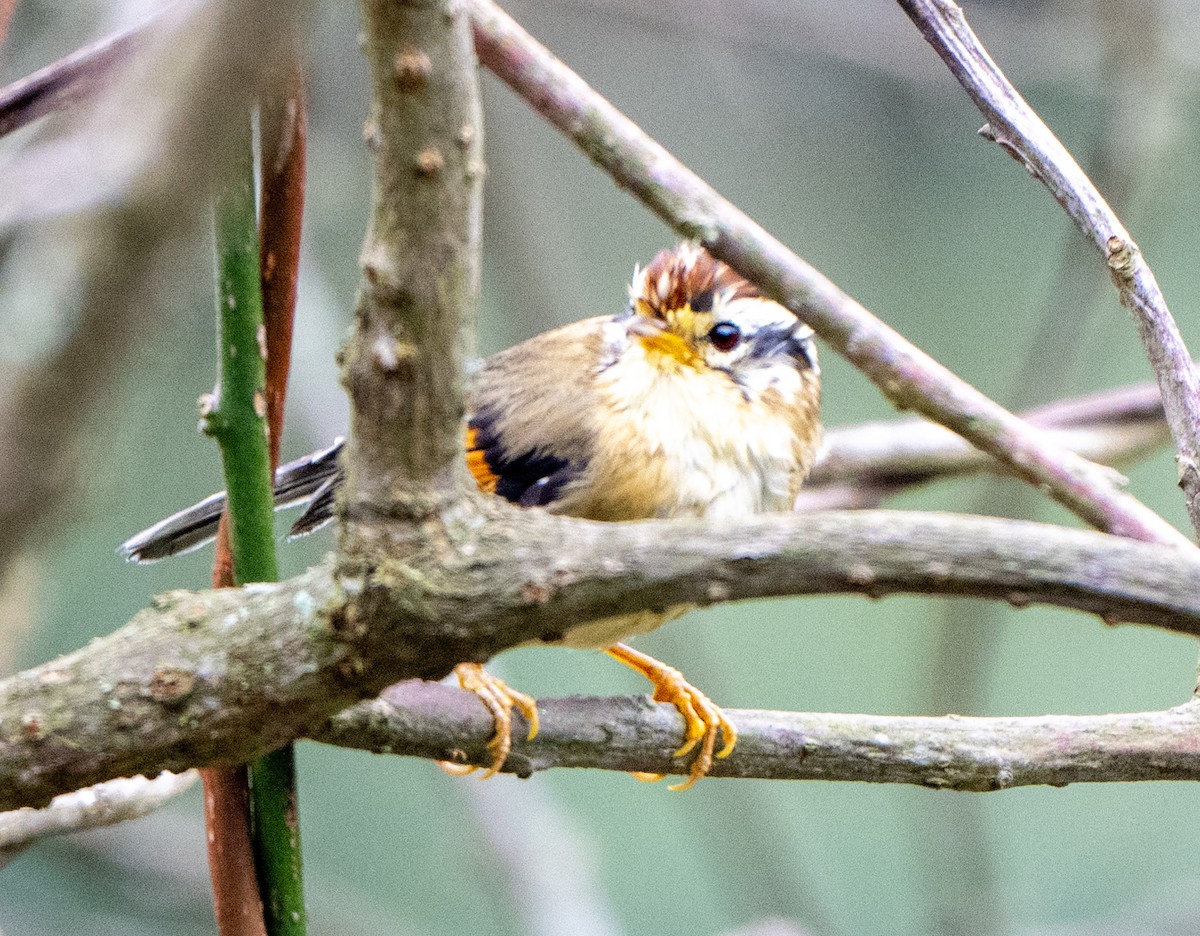 Rufous-winged Fulvetta - ML622995100