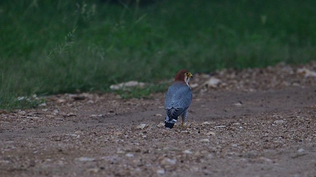 Red-necked Falcon - ML622995151