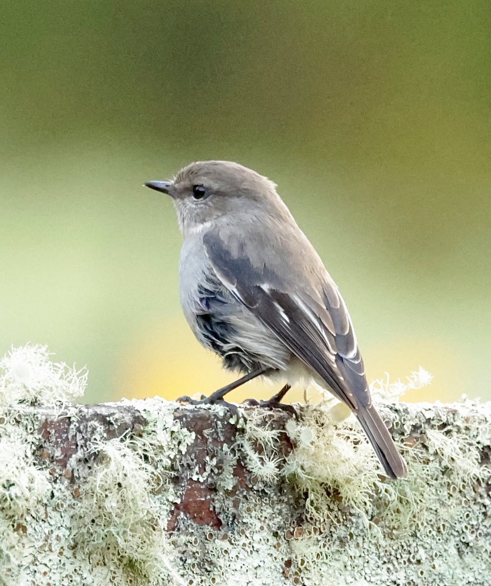 Dusky Robin - Bonnie de Grood