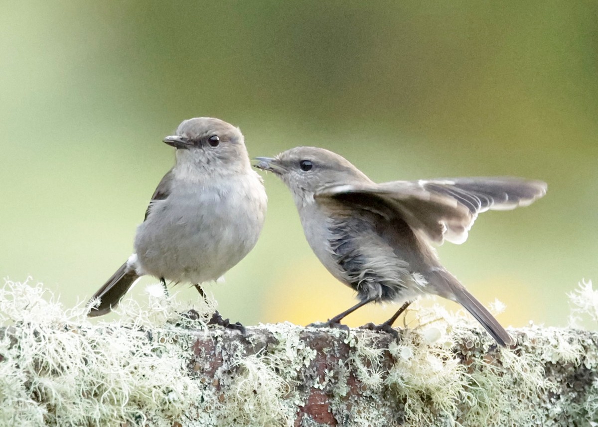 Dusky Robin - ML622995172