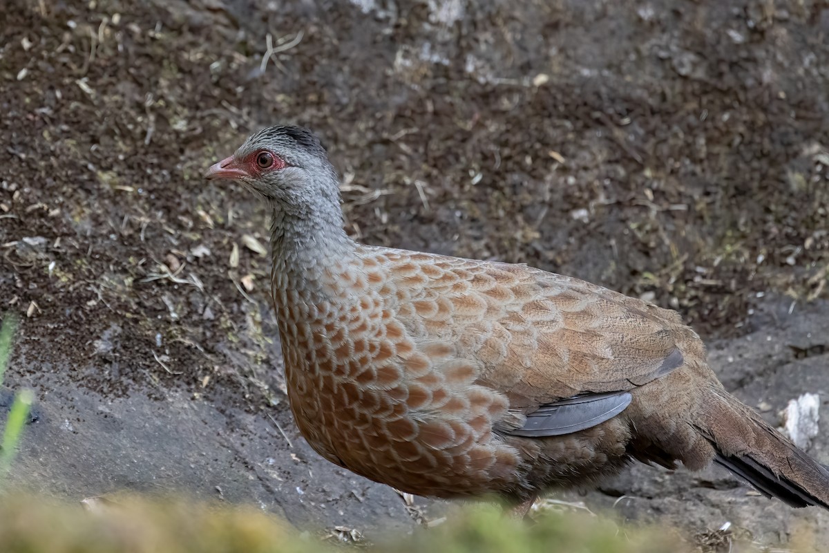 Red Spurfowl - ML622995219