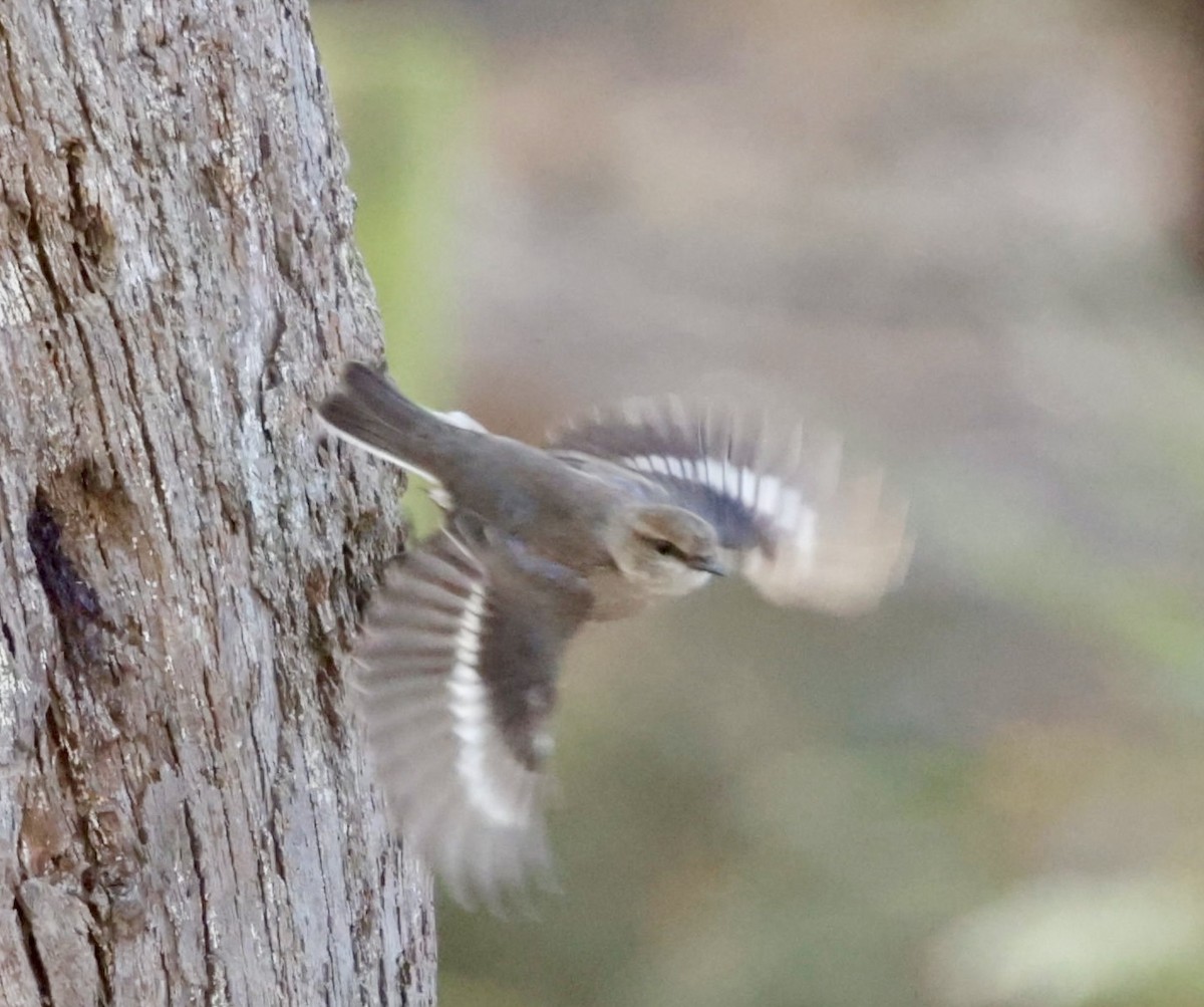 Dusky Robin - Bonnie de Grood