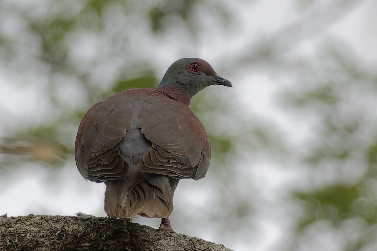 Pale-vented Pigeon - ML622995241