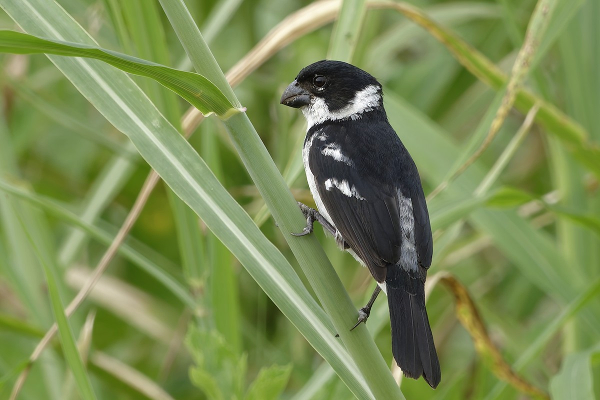 Wing-barred Seedeater - ML622995245