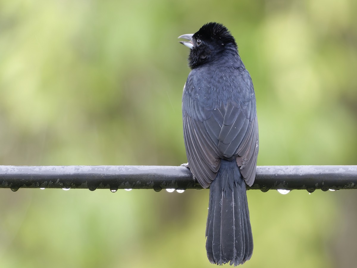 White-lined Tanager - ML622995267