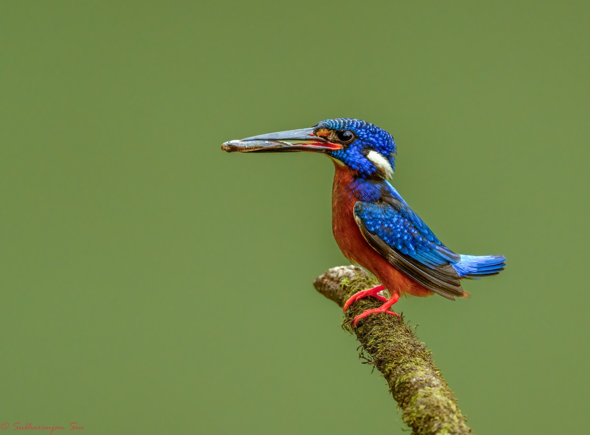 Menintingeisvogel - ML622995277