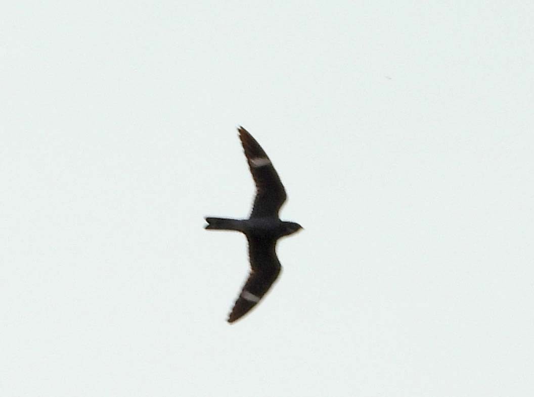 Common Nighthawk - Doug Pfeiffer