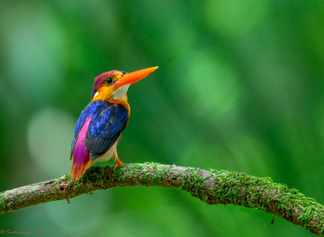 Black-backed Dwarf-Kingfisher - ML622995299